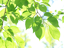 �n�E�X�N���[�j���O